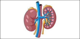 Difference Between Urologist and Nephrologist